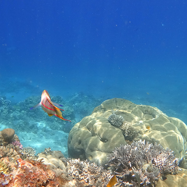 Plongée sous marine martinique