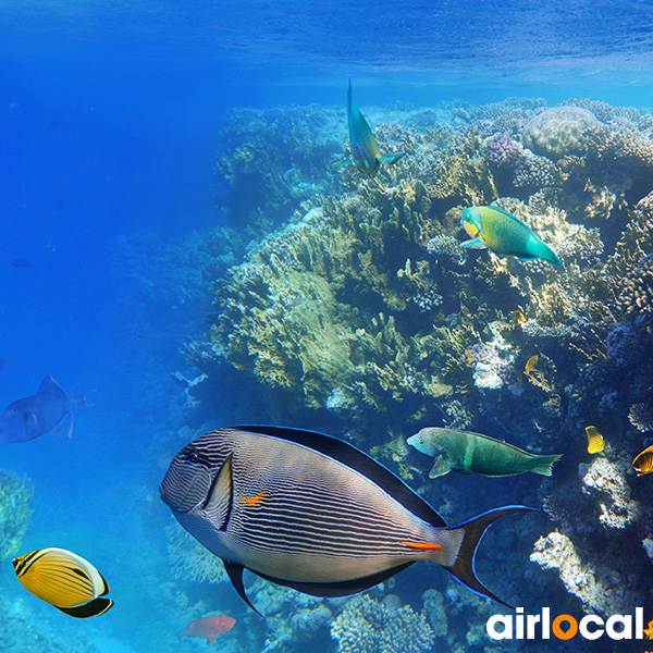 Plongée sous marine martinique