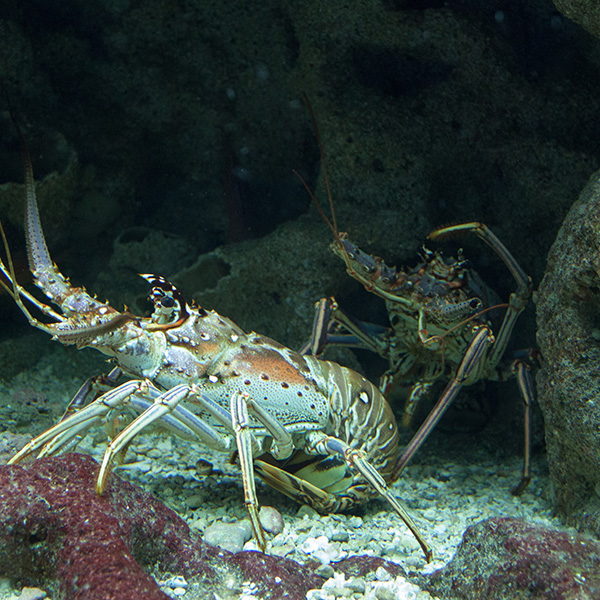 Plongée apnée martinique