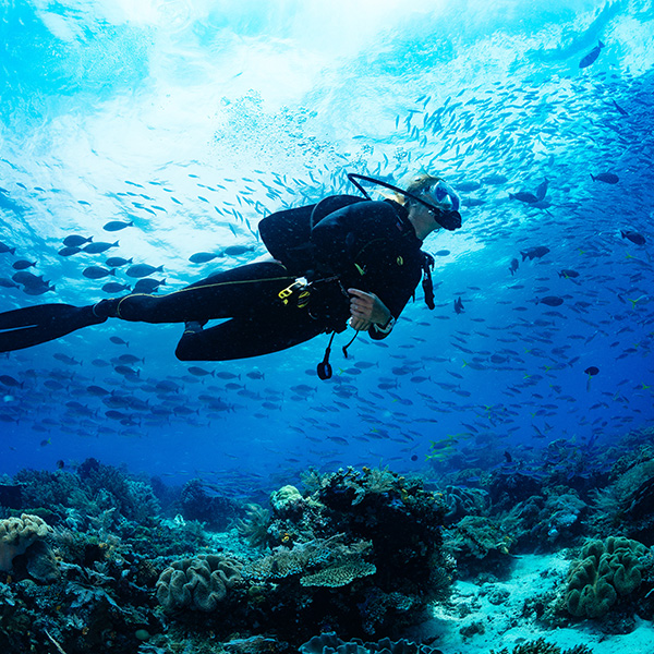 Voyage plongée martinique