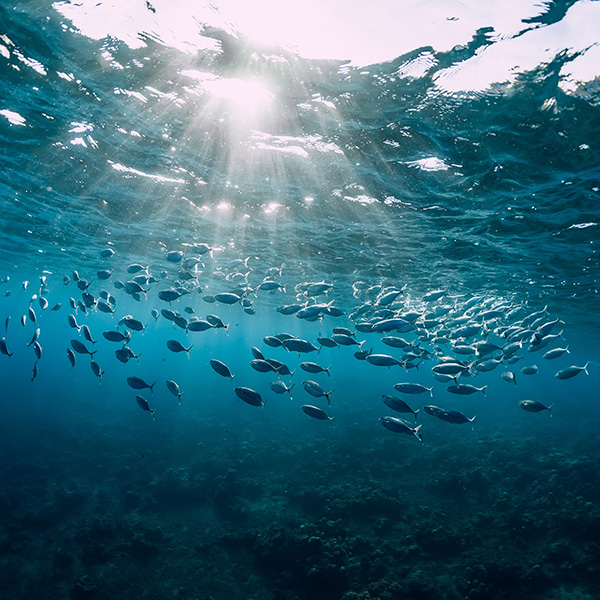 Voyage plongée martinique