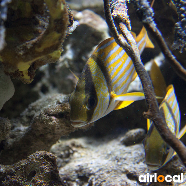 Plongée sous marine martinique tarif