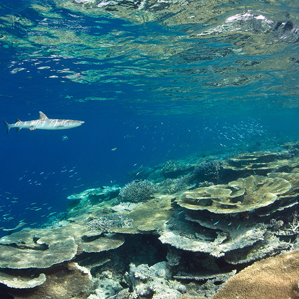 Faire de la plongée en martinique