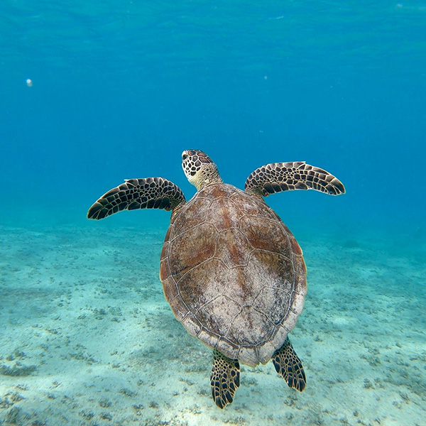 Niveau 1 plongée martinique