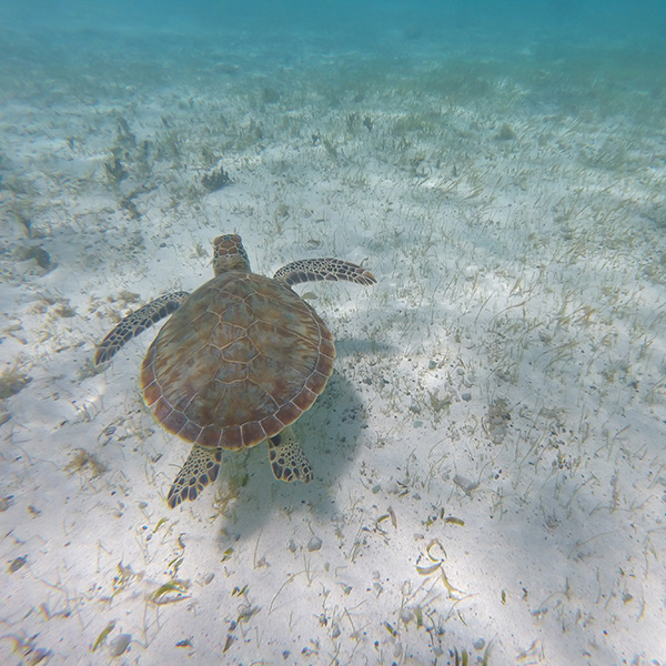 Spot plongée martinique