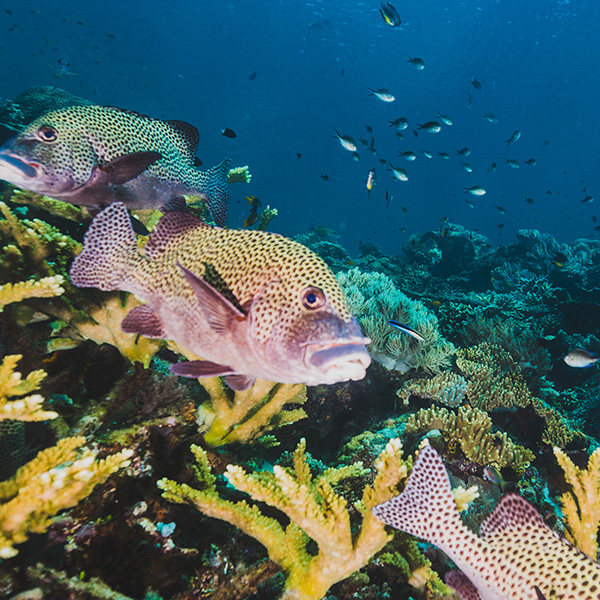 Voyage plongée martinique