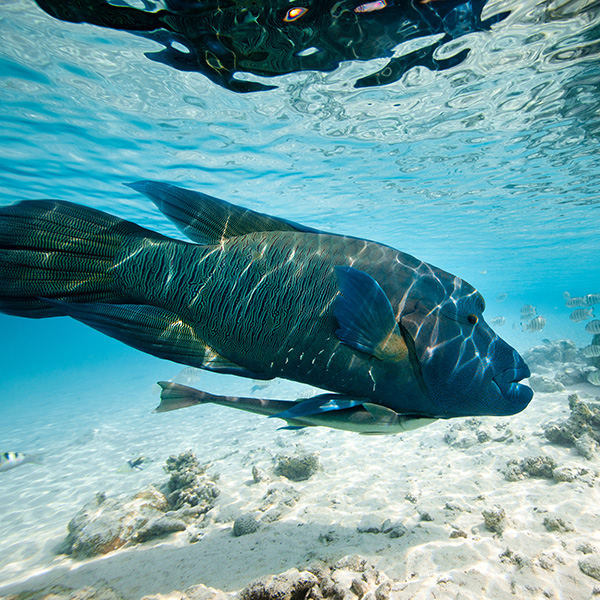 Voyage plongée martinique