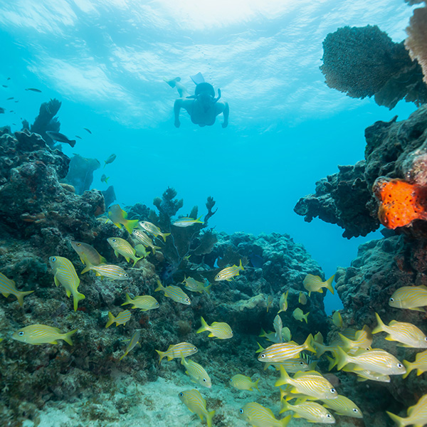 Plongée tortue martinique