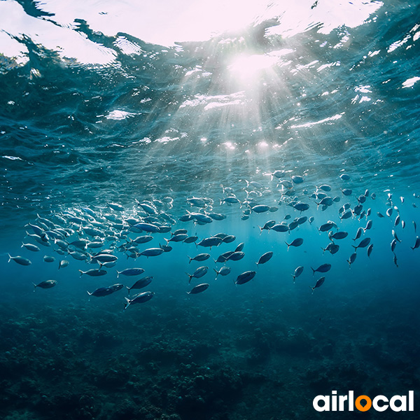 Plongée sous marine martinique