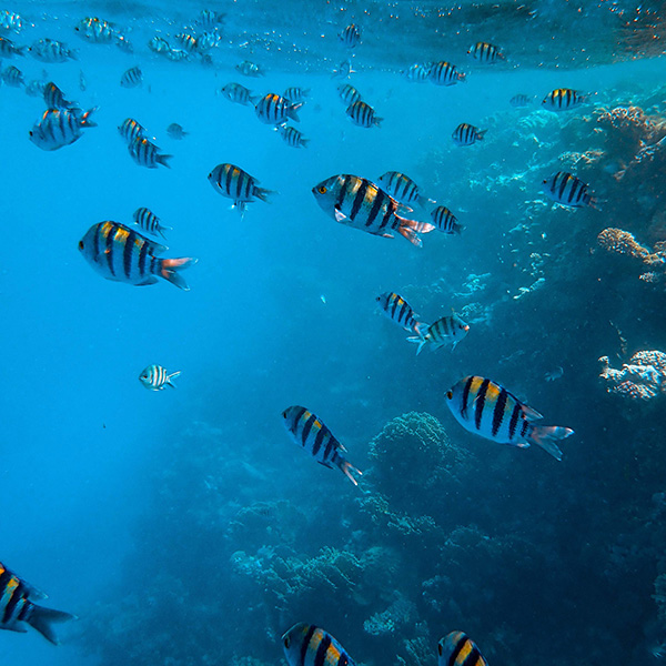 Site de plongée martinique