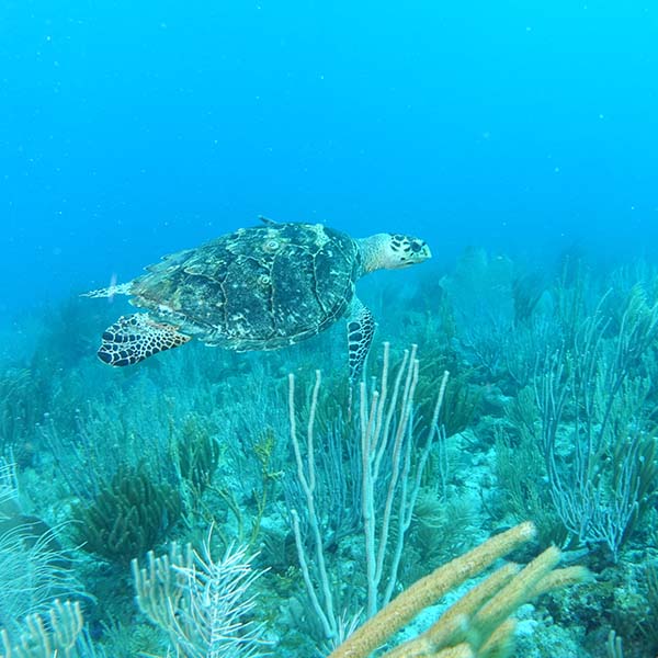 Spot snorkeling martinique