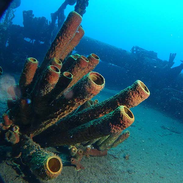 Spot snorkeling martinique