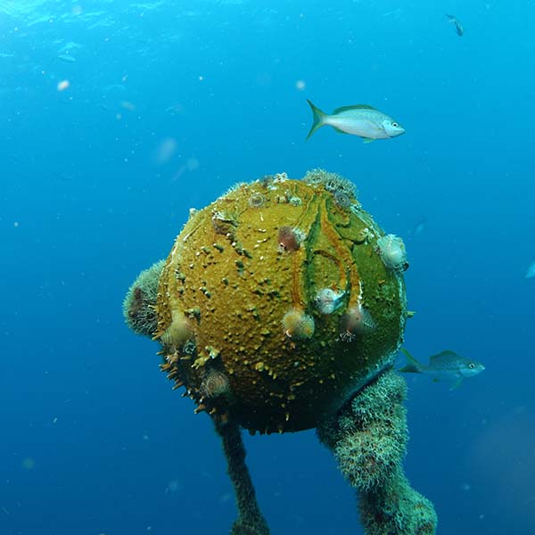 Spot snorkeling martinique