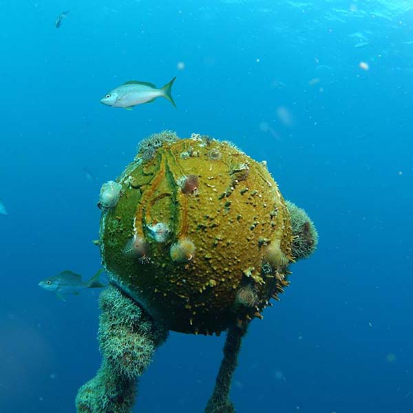 Spot snorkeling martinique