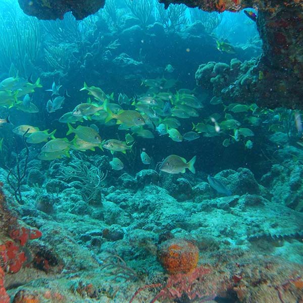 Spot snorkeling martinique