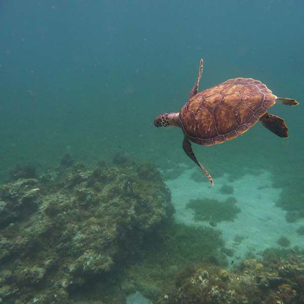 Spot snorkeling martinique