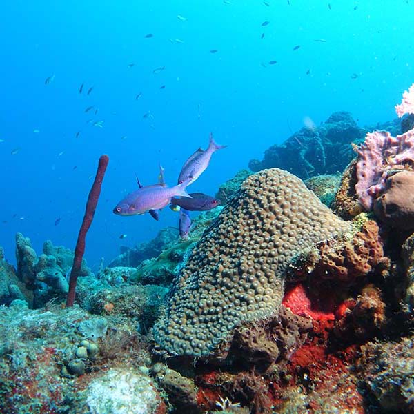 Spot snorkeling martinique