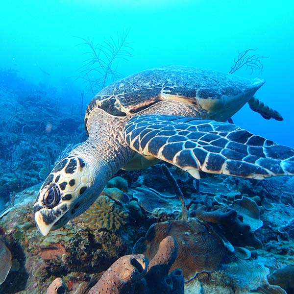 Spot snorkeling martinique