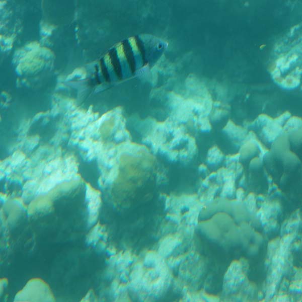 Spot snorkeling martinique