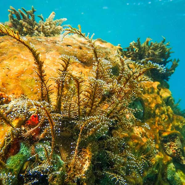 Spot snorkeling martinique