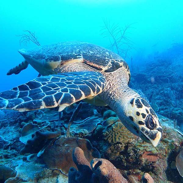 Spot snorkeling martinique