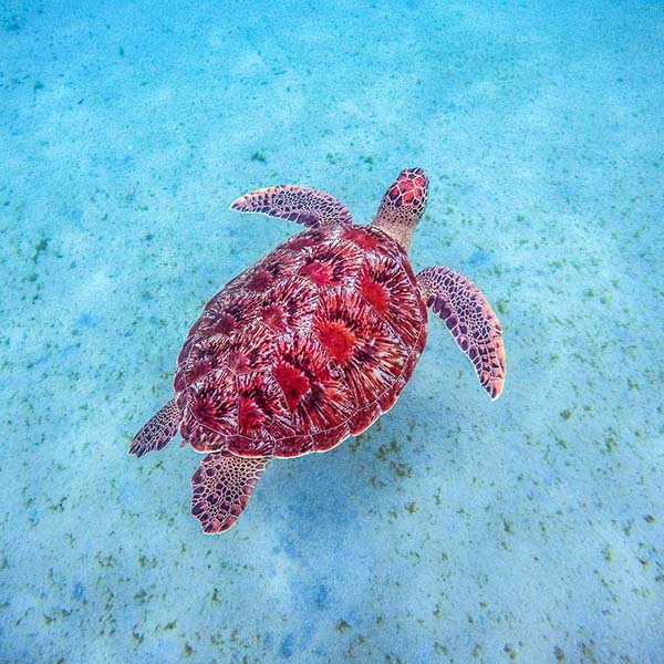 Spot snorkeling martinique