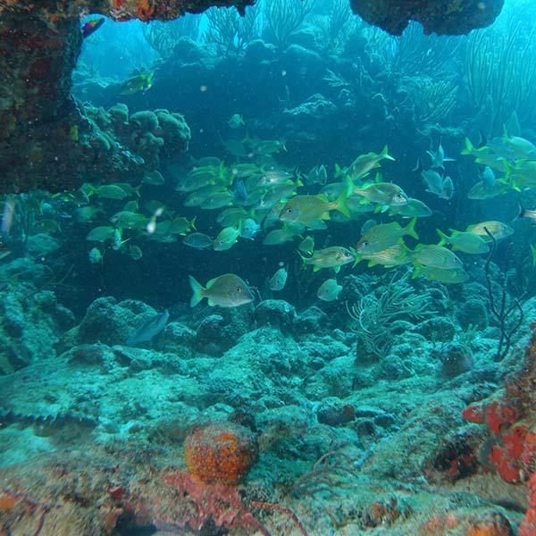 Spot snorkeling martinique