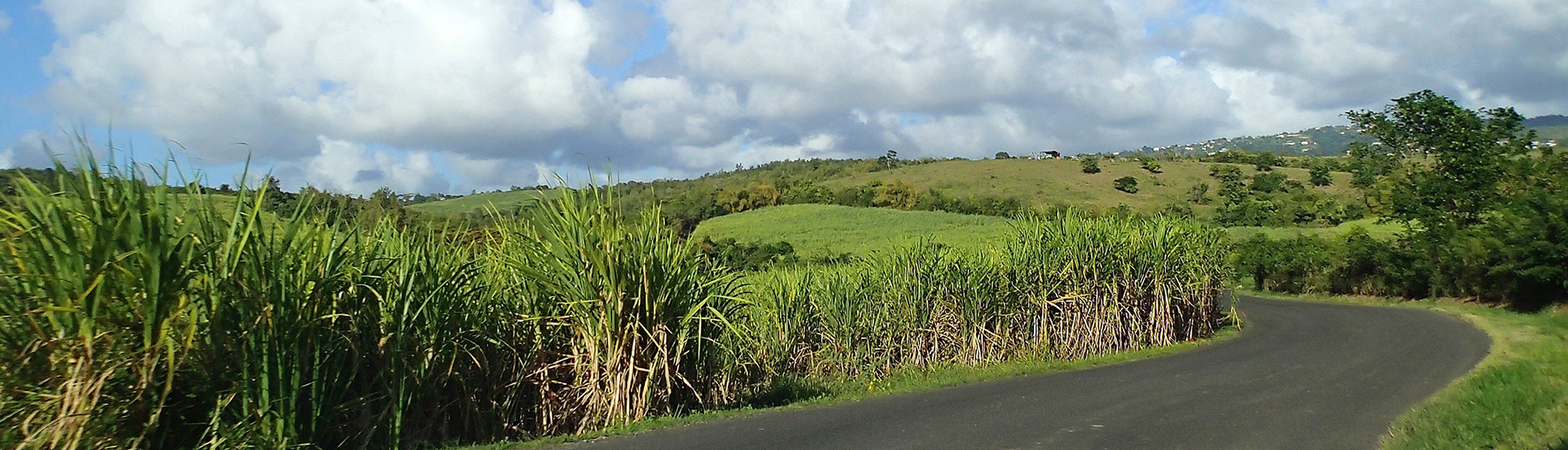 Location voiture martinique alwego