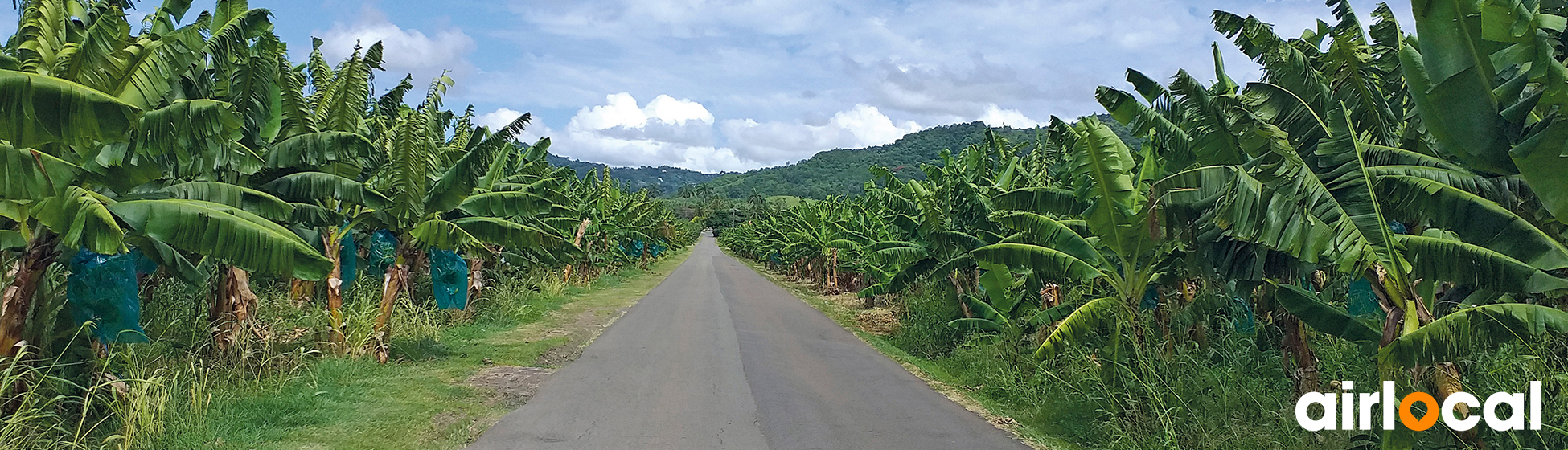 Sous les cocotiers location voiture martinique