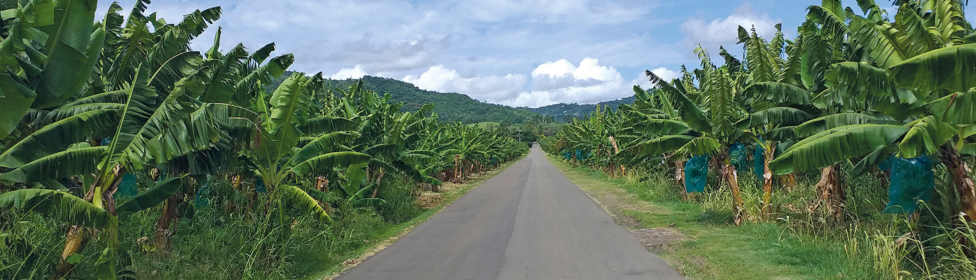 Hibiscus location voiture martinique