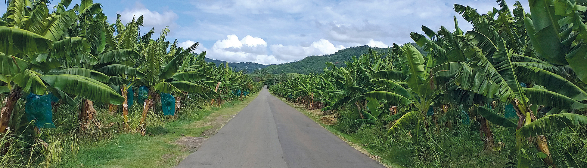 Comparateur location voiture martinique