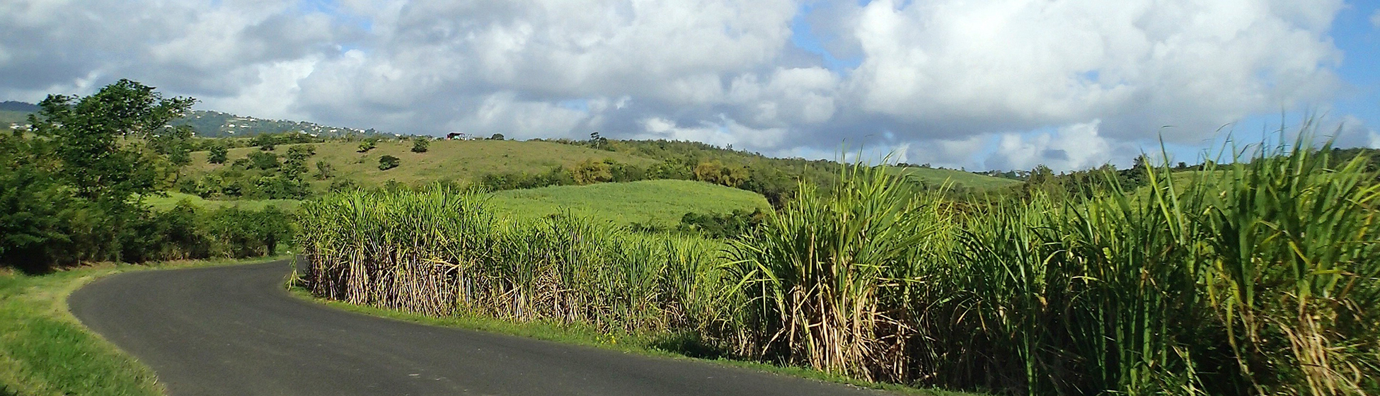 Louer voiture martinique