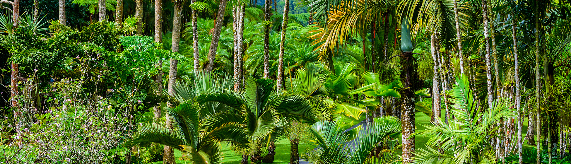 Musée martinique