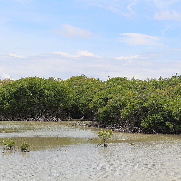 Sortie nature martinique