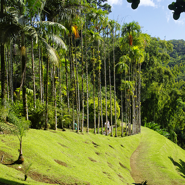 Sortie nature martinique