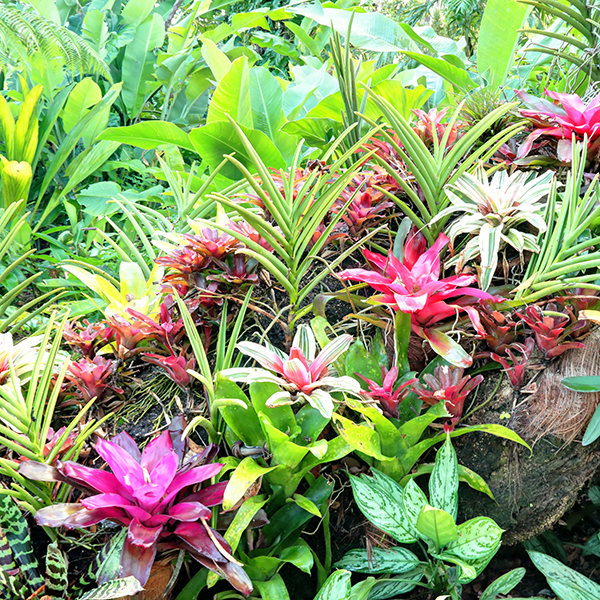 Jardin botanique martinique