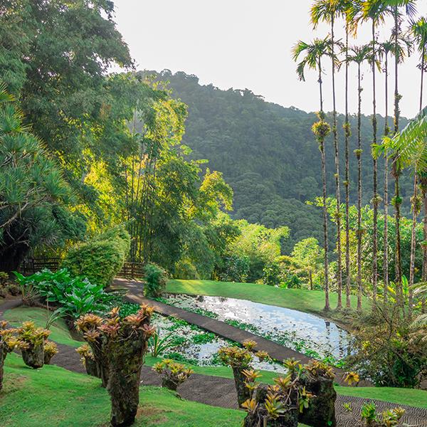 Jardin botanique martinique