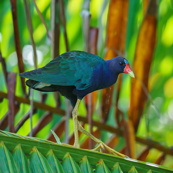 Jardin botanique martinique