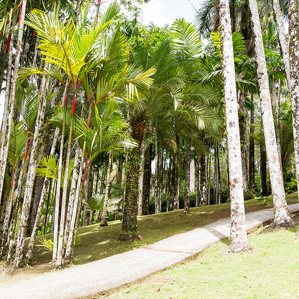 Jardin botanique martinique