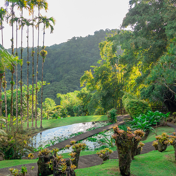 Parc national martinique