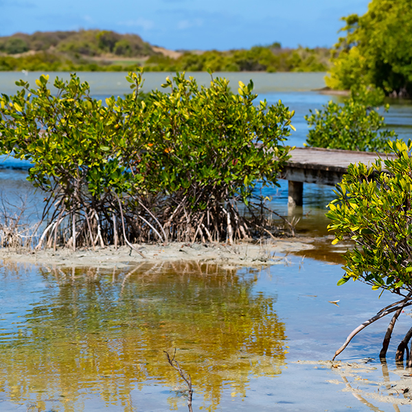 Parc national martinique