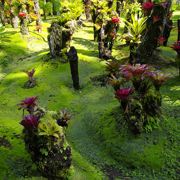 Jardin botanique martinique