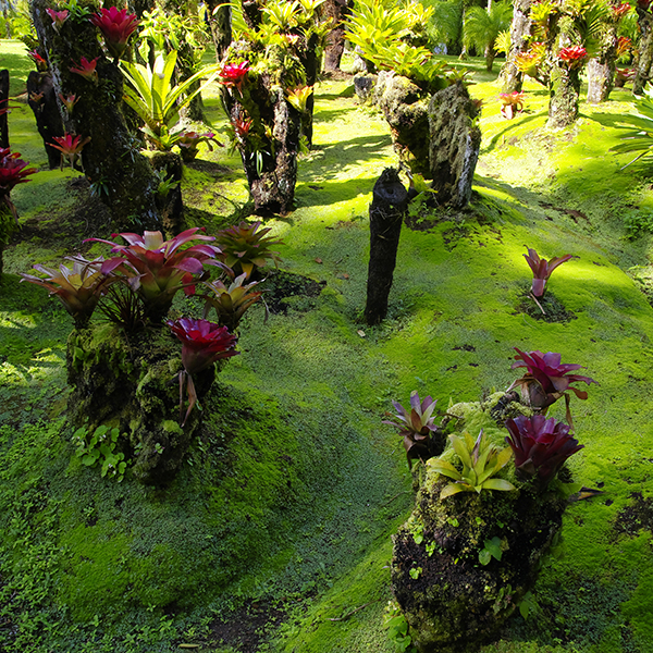 Jardin botanique martinique