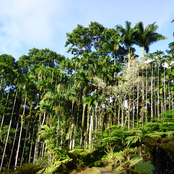 Parc national martinique