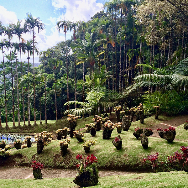 Sortie nature martinique