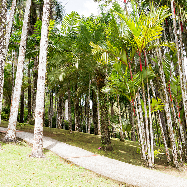 Jardin botanique martinique