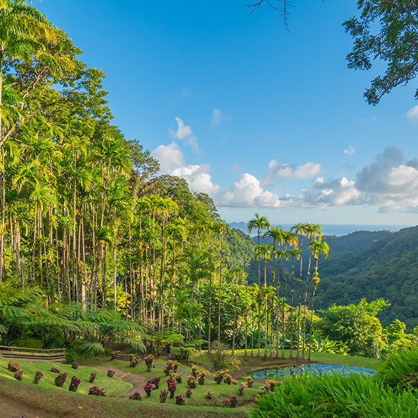 Jardin botanique martinique