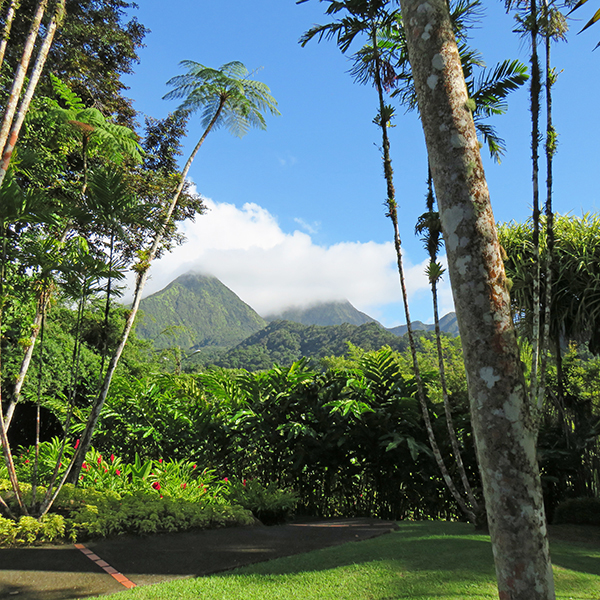 Jardin botanique martinique