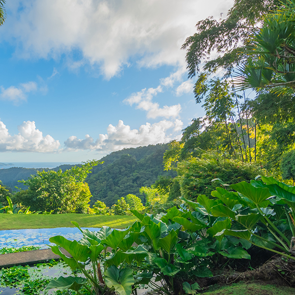 Jardin botanique martinique