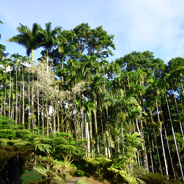 Jardin botanique martinique